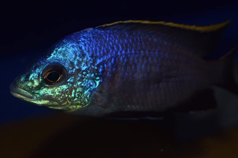 Placidochromis sp. 'blue otter' Tsano Rock
